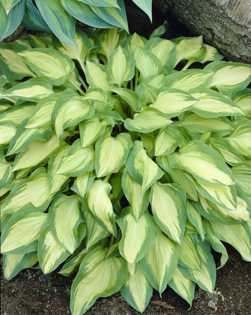plantain lily 'Island Charm'
