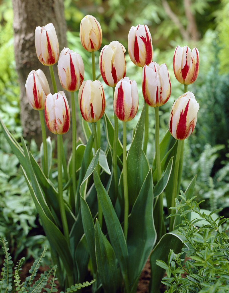 tulip 'Carnaval de Rio'