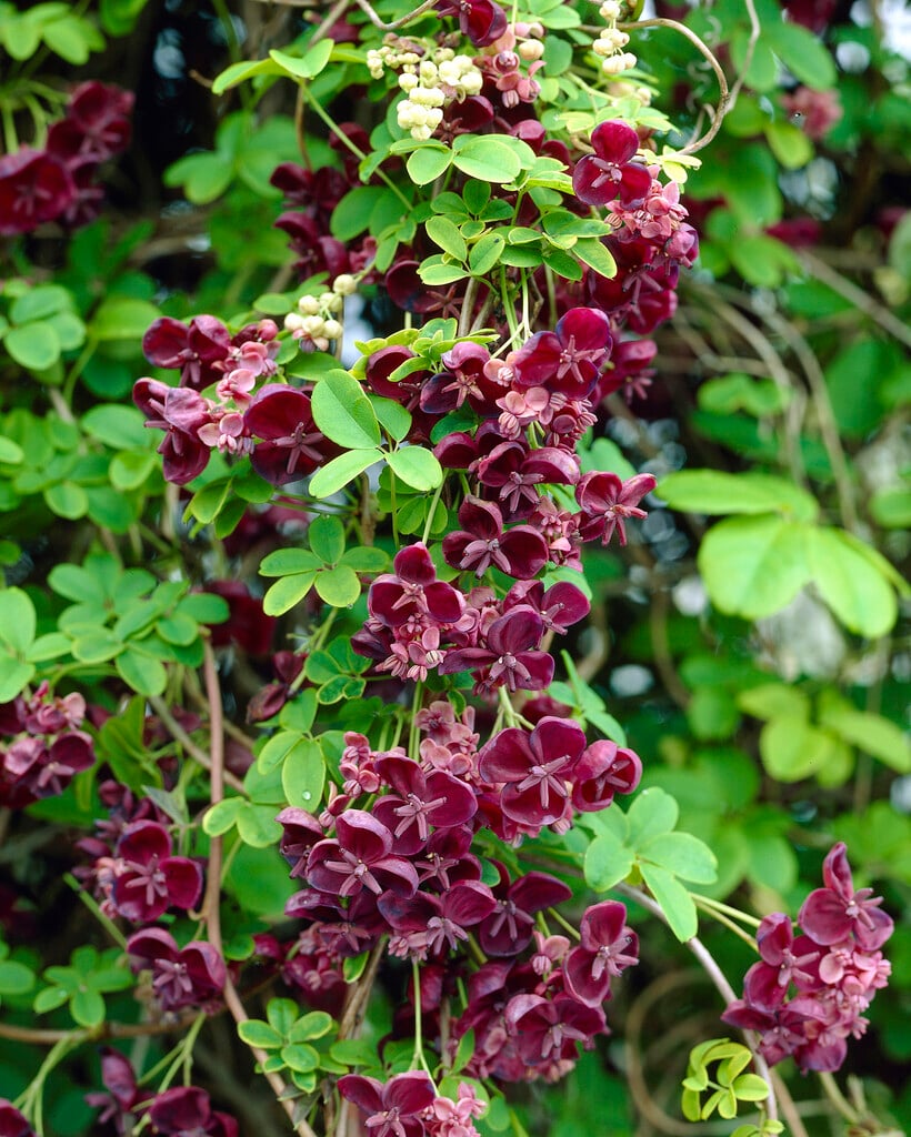 chocolate vine