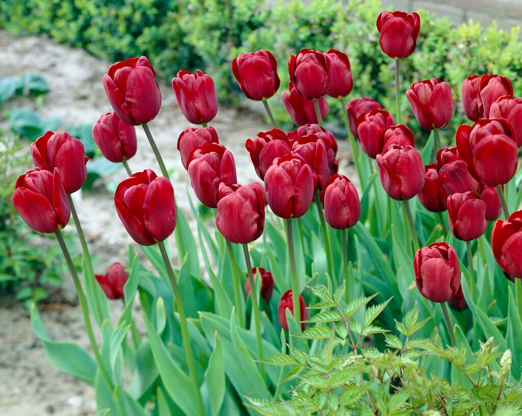 tulip 'Jan Reus'