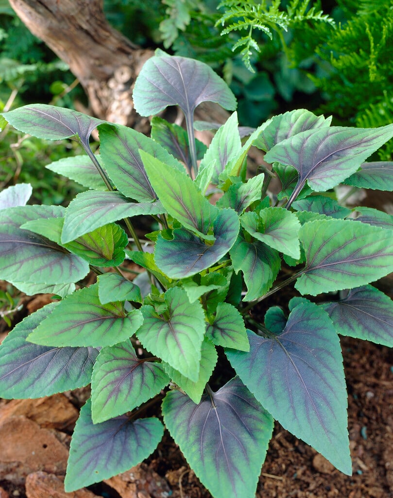 viola 'Mars'