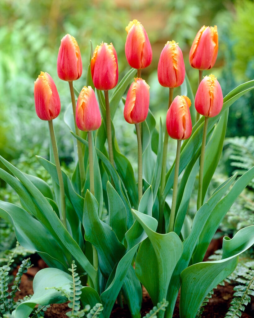 tulip 'Lambada'