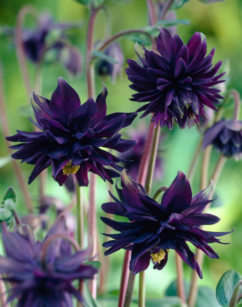 columbine 'Black Barlow'