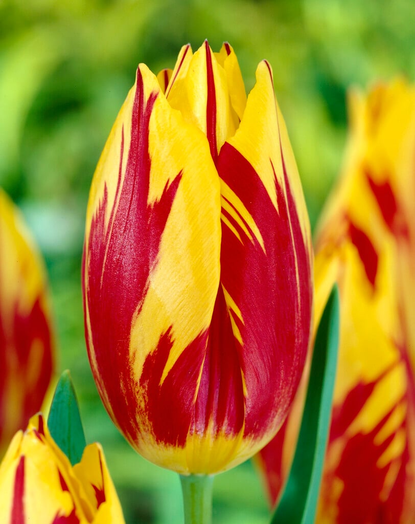 tulip 'Mickey Mouse'
