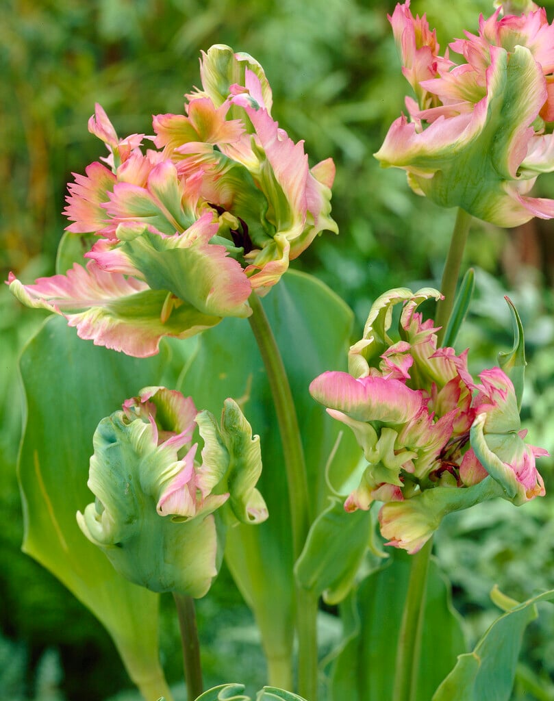 tulip 'Green Wave'