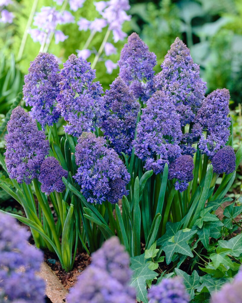 grape hyacinth 'Fantasy Creation'