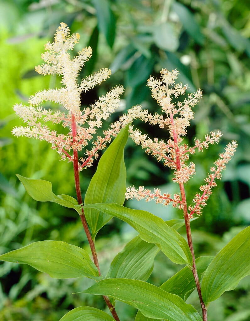 false spikenard