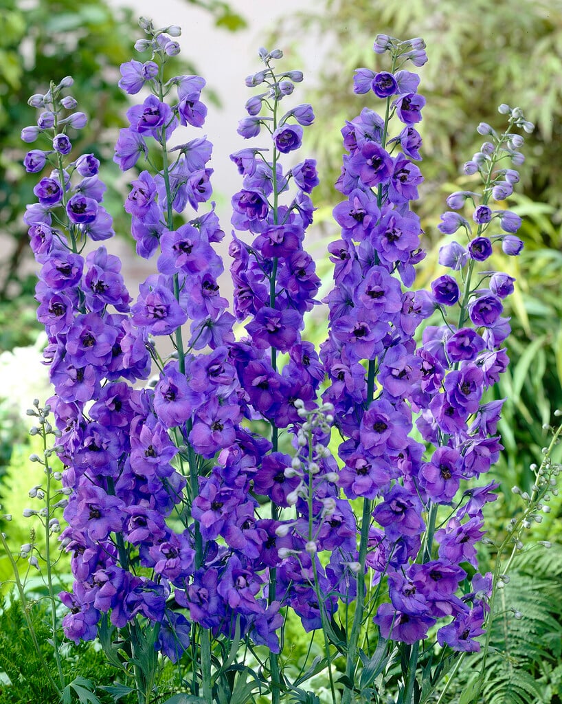 <i>Delphinium</i> 'Blue Max Arrow'