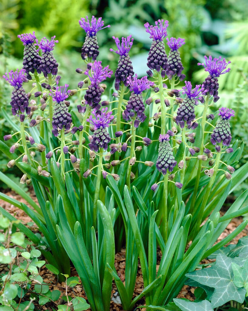 tassel hyacinth