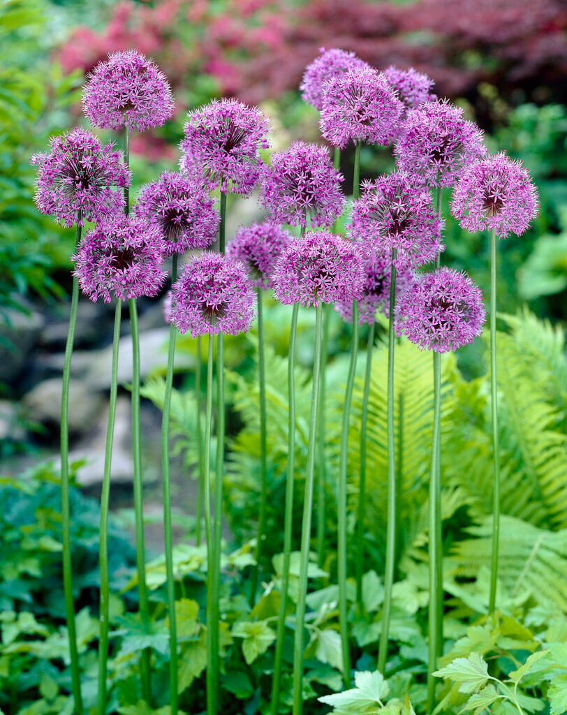 allium 'Statos'