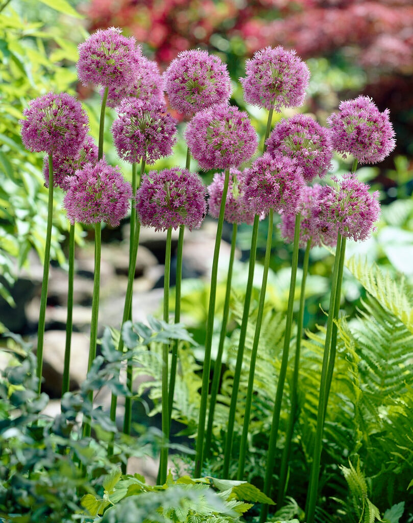 <em>Allium</em> 'Lucy Ball'