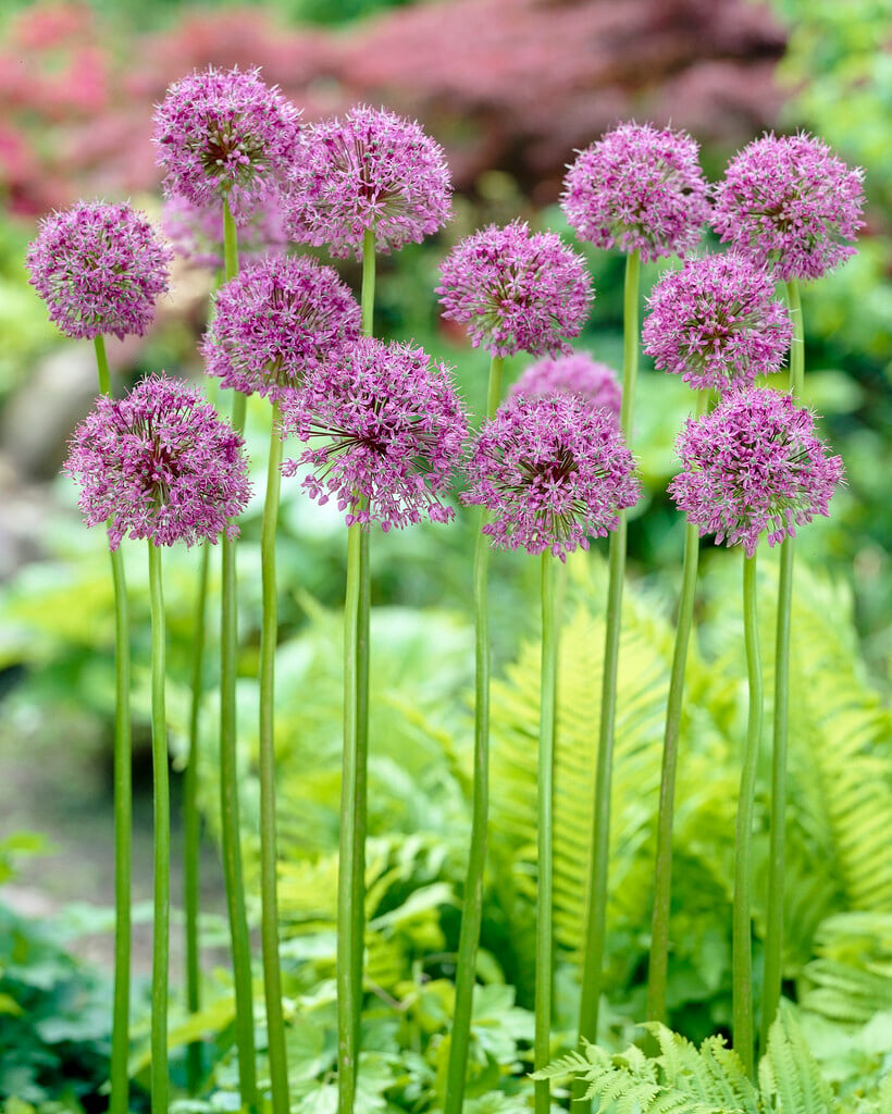 allium 'Mars'