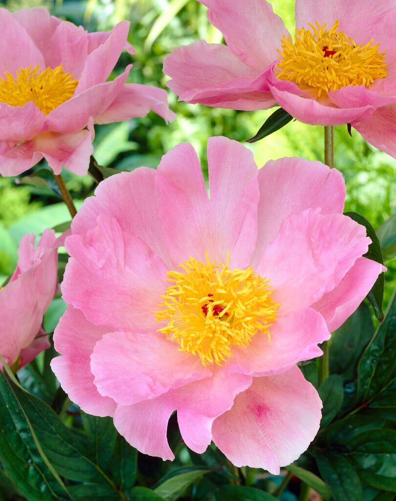peony 'Seashell'