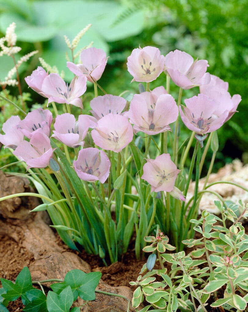 Mariposa lily 'Cupido'