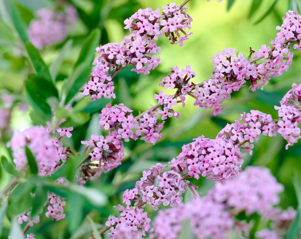 alternate-leaved butterfly bush