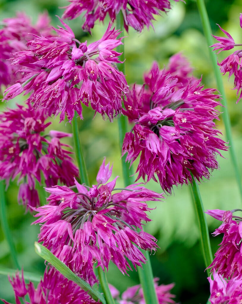 <em>Allium</em> <em>cyathophorum</em> var. <em>farreri</em>