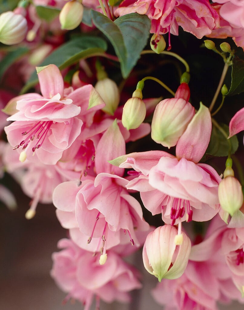 fuchsia 'Pink Galore'
