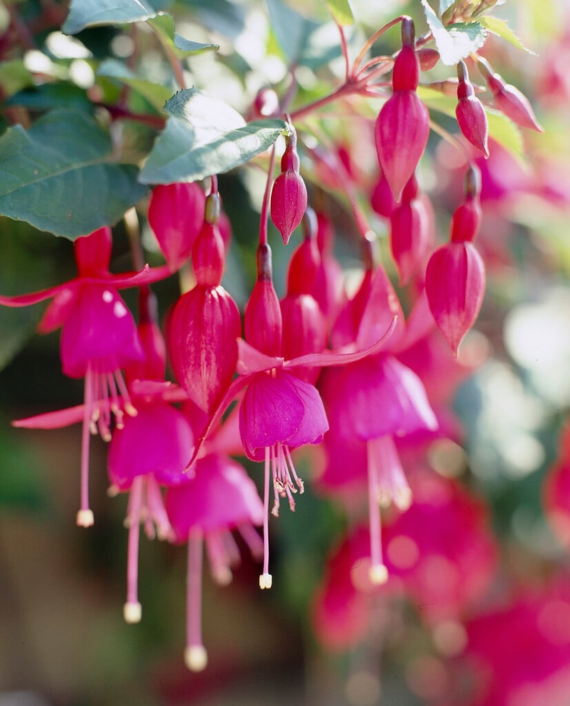 fuchsia 'Beacon'