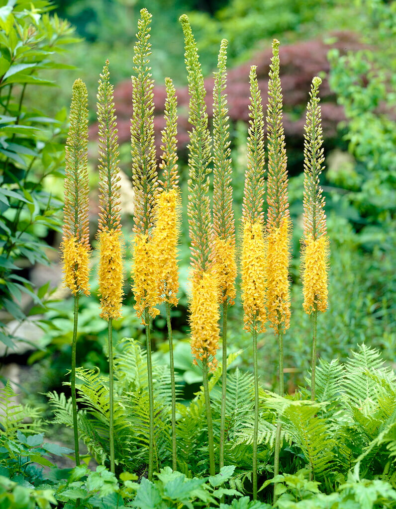 <i>Eremurus</i> 'Rumba'