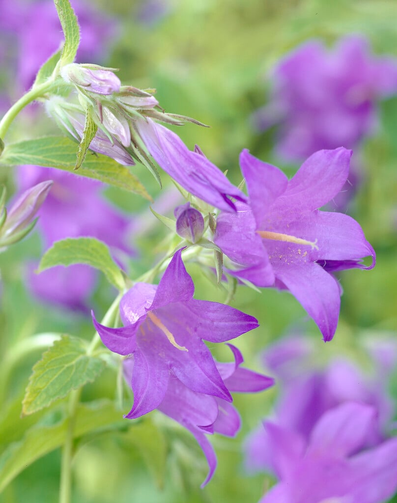 <em>Campanula</em> <em>latifolia</em> var. <em>macrantha</em>