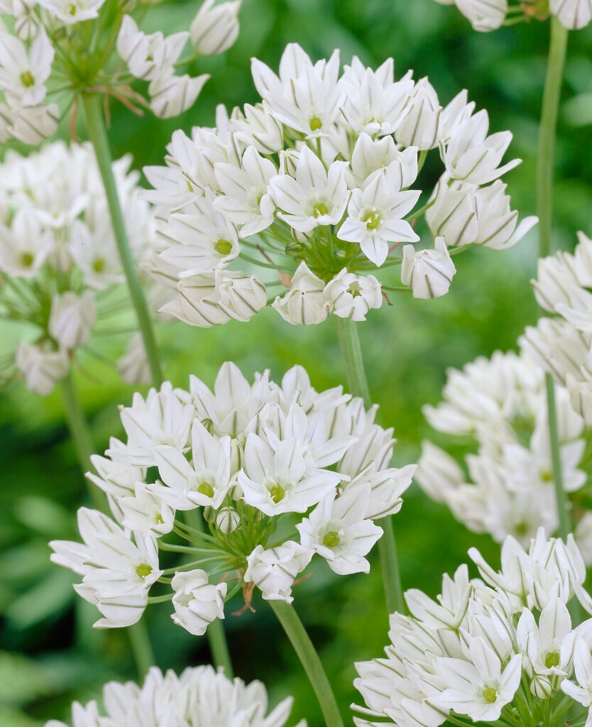 wild hyacinth