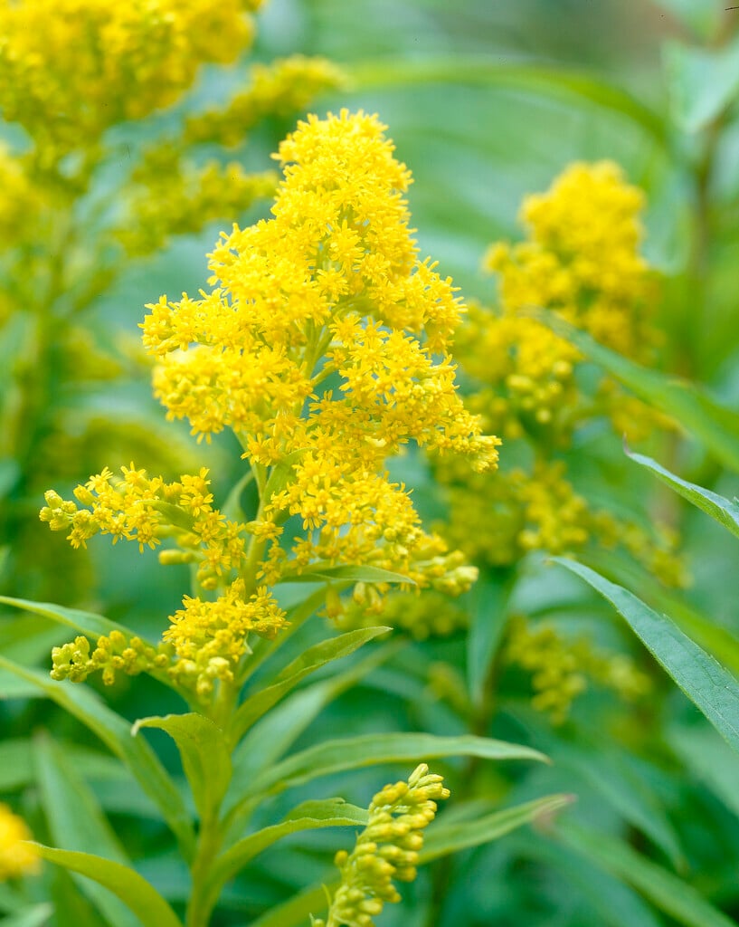 goldenrod 'Goldkind'