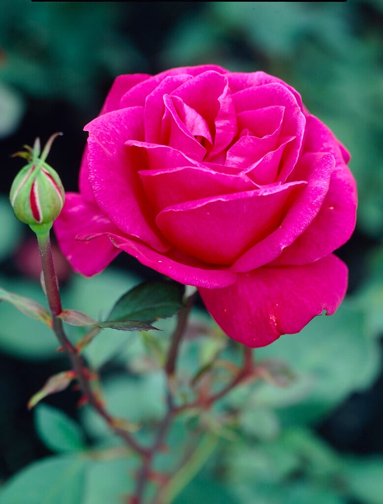 rose [Blackberry Nip]