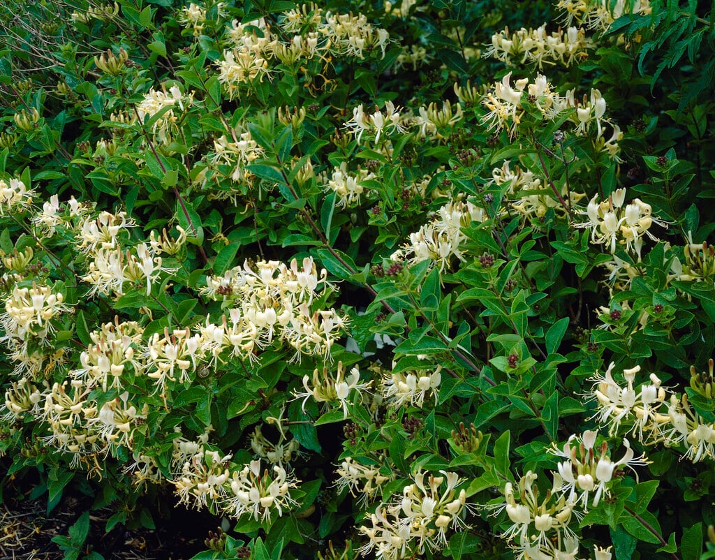 honeysuckle 'Honey Baby'