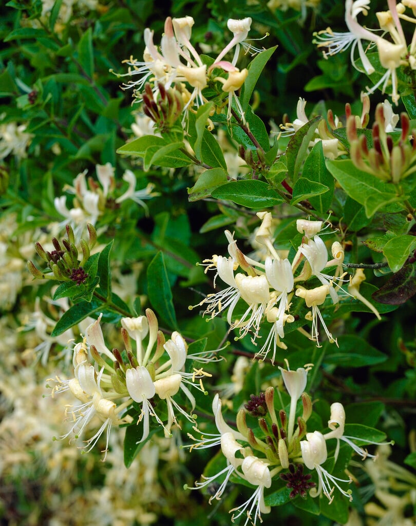 honeysuckle 'Honey Baby'