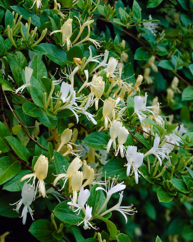 Hall's Japanese honeysuckle