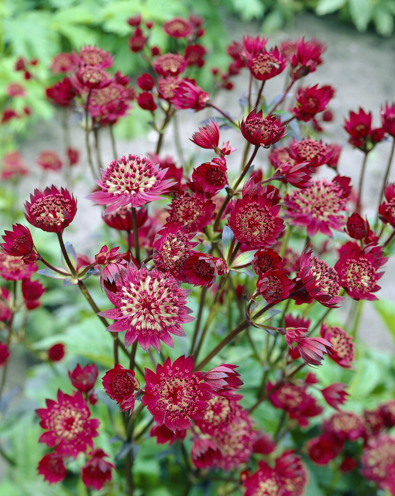 masterwort 'Claret'