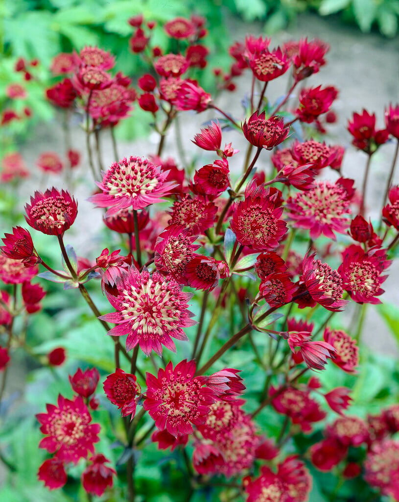 masterwort 'Claret'