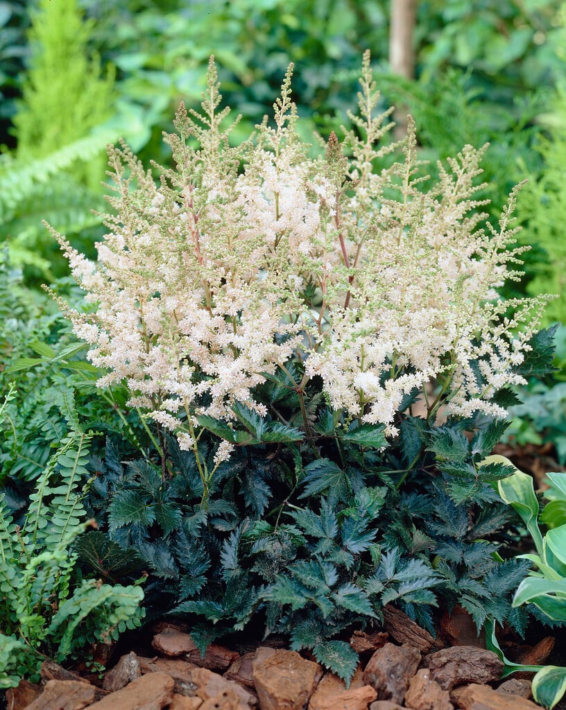 astilbe 'White Wings'