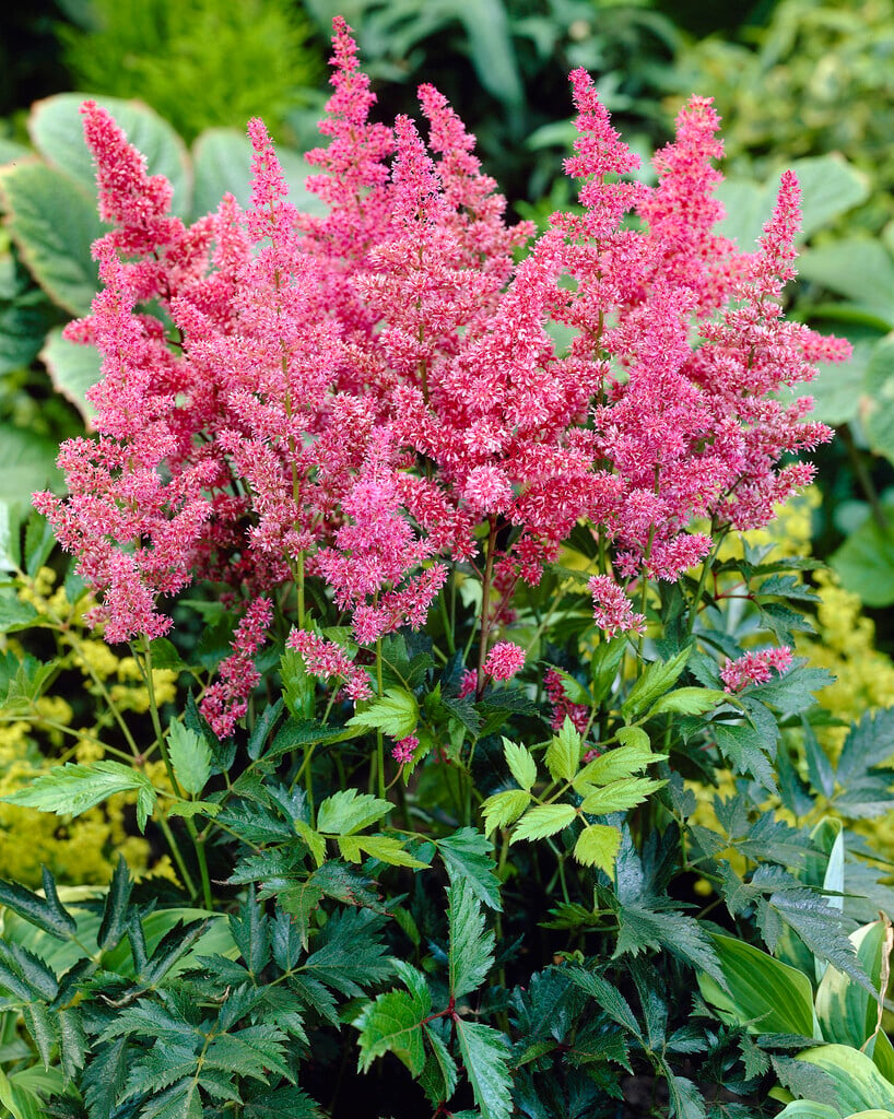 astilbe 'Bremen'