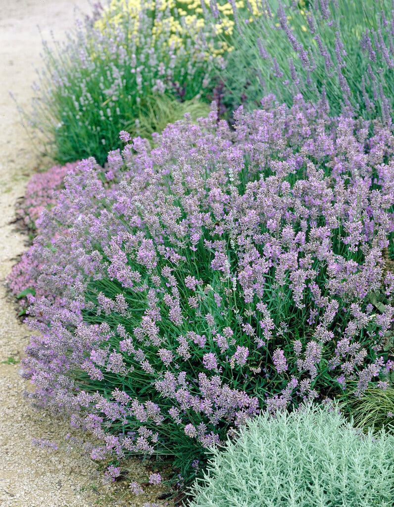 English lavender 'Cedar Blue'
