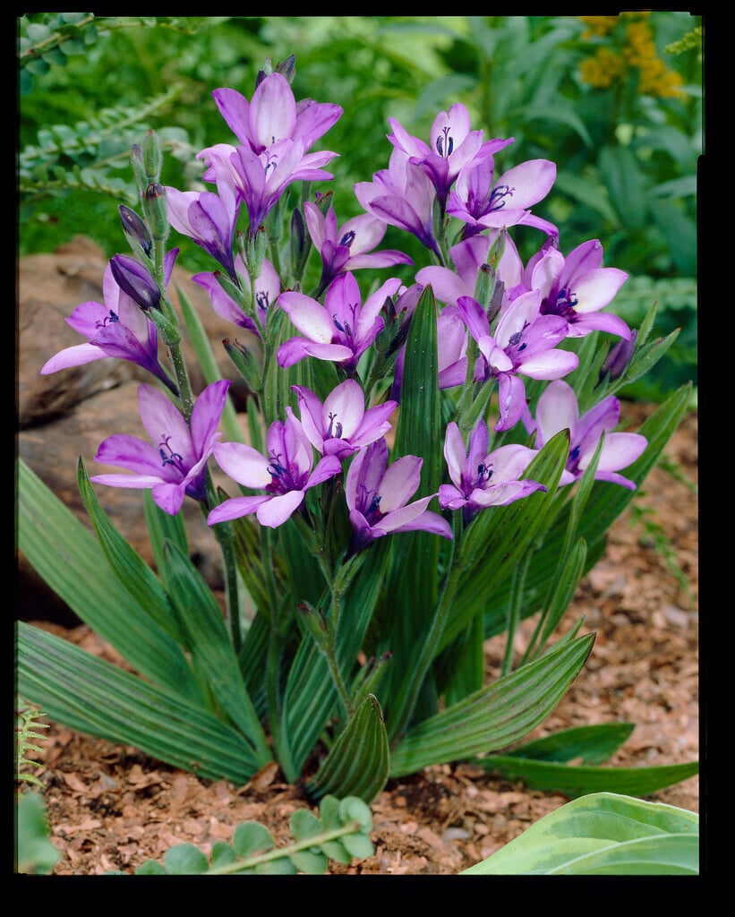 <i>Babiana</i> 'Zwanenburg's Glory'