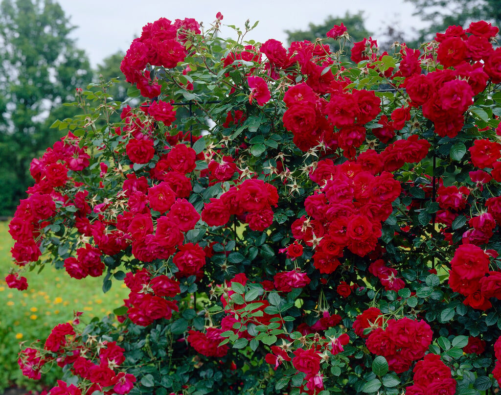 rose 'Sympathie'