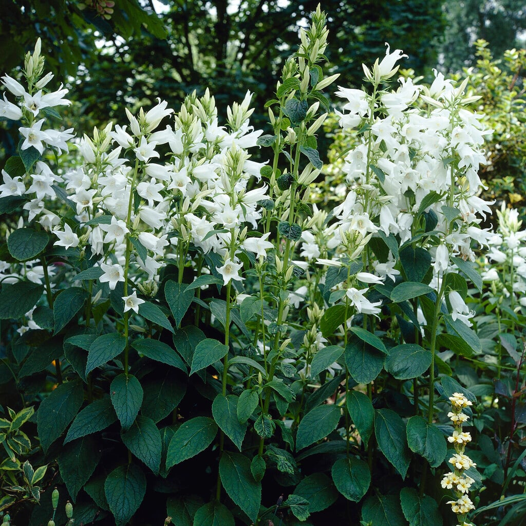<em>Campanula</em> <em>lactiflora</em> white-flowered