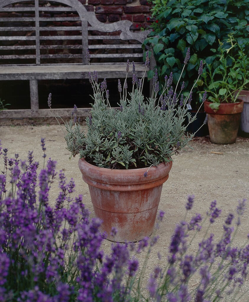 lavender 'Goodwin Creek Grey'