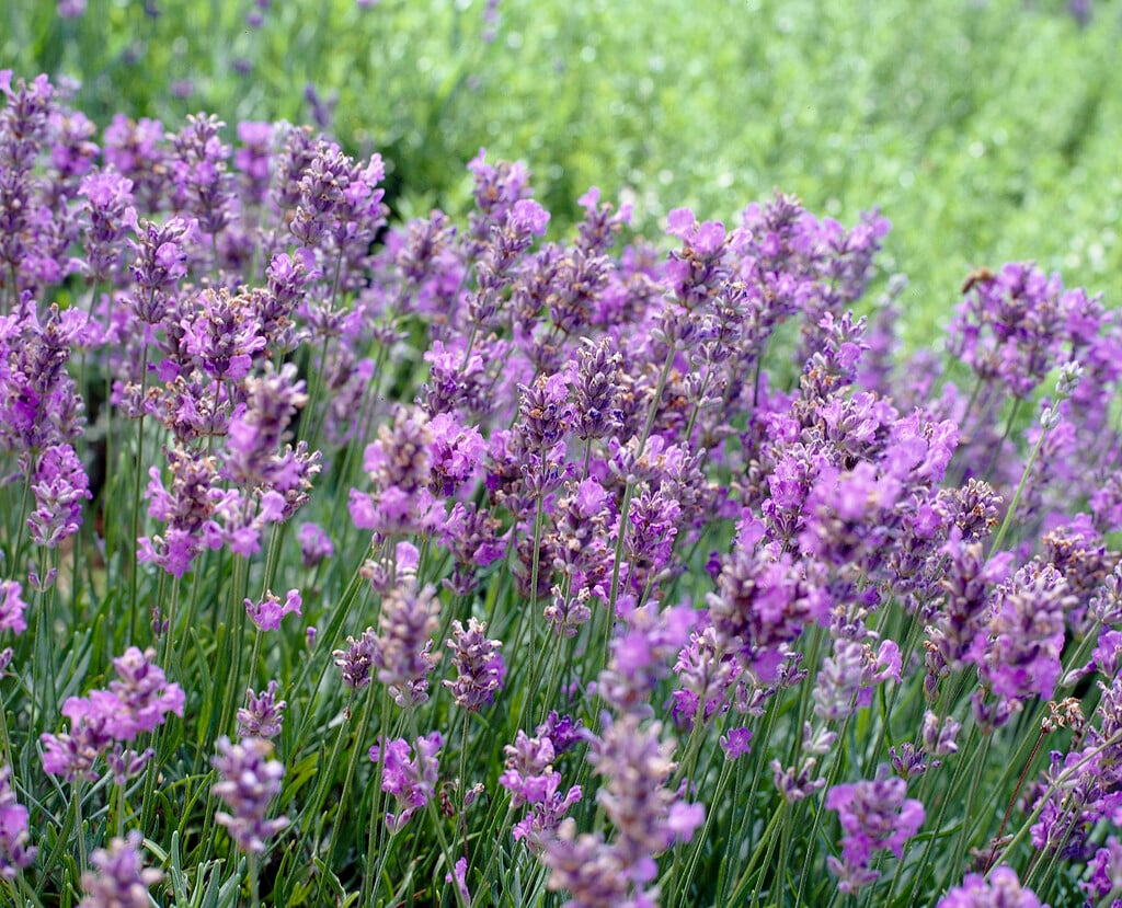 English lavender [Blue Cushion]