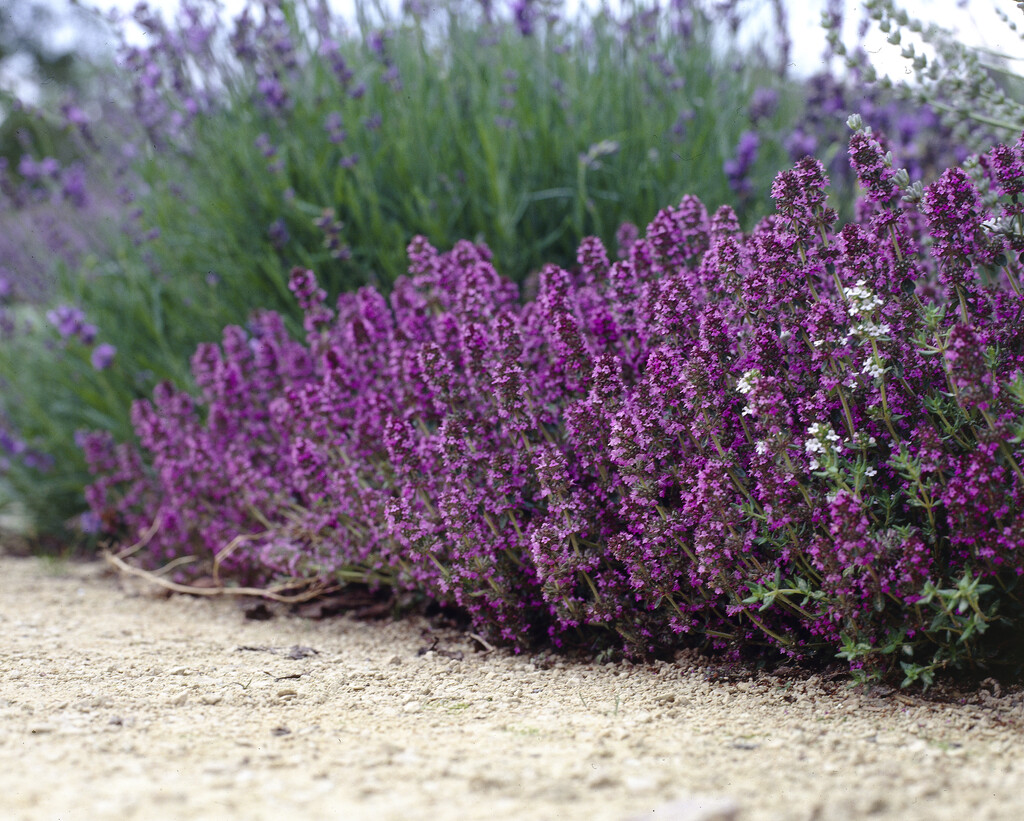 thyme 'Redstart'