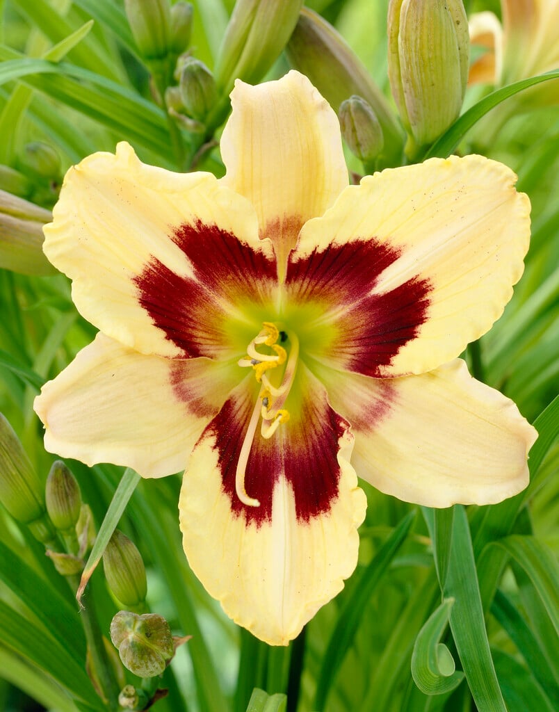 daylily 'Blackberry Candy'