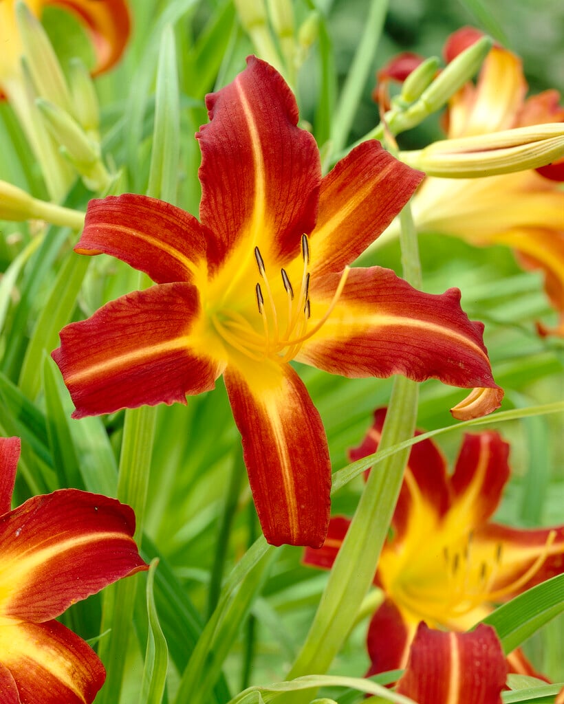 daylily 'Sammy Russell'