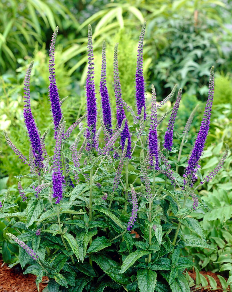 <i>Veronica</i> 'Blue Indigo'