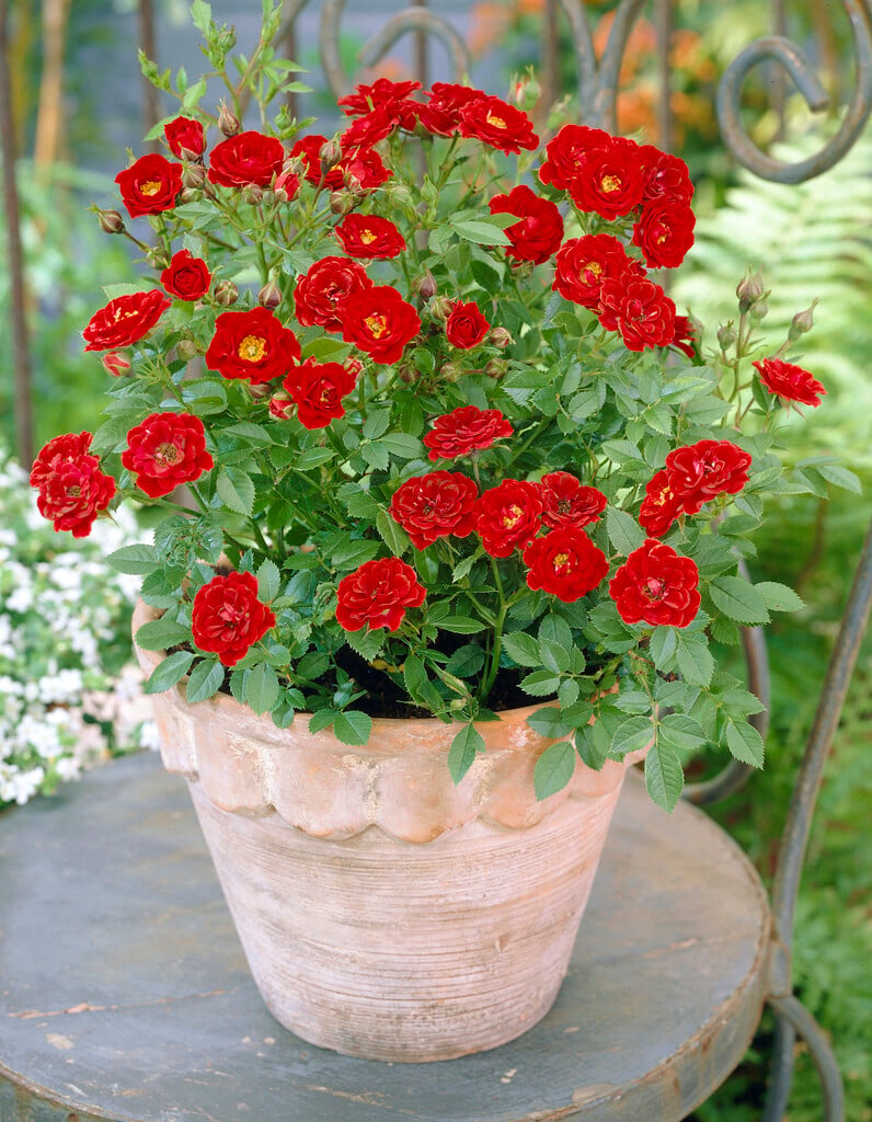 rose [Peter Pan] ('Chewpan')
