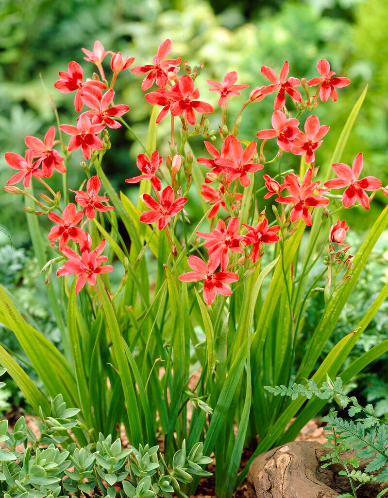 flowering grass