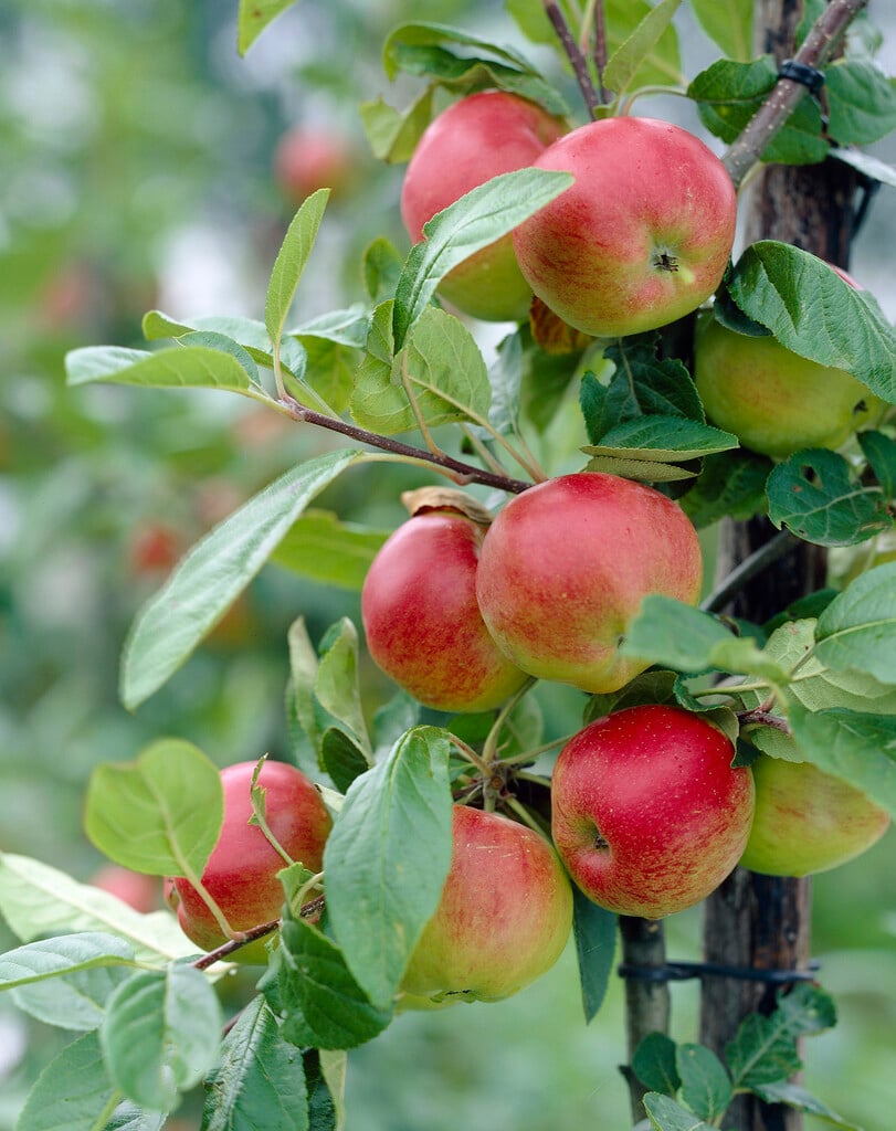 apple 'Santana'
