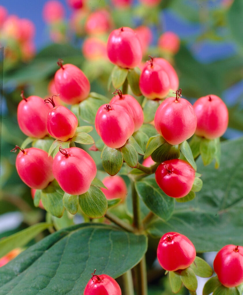 <i>Hypericum</i> × <i>inodorum</i> [<span style="font-variant: small-caps;">Magical Pink</span>] ('Kolmpin') (Magical Series)