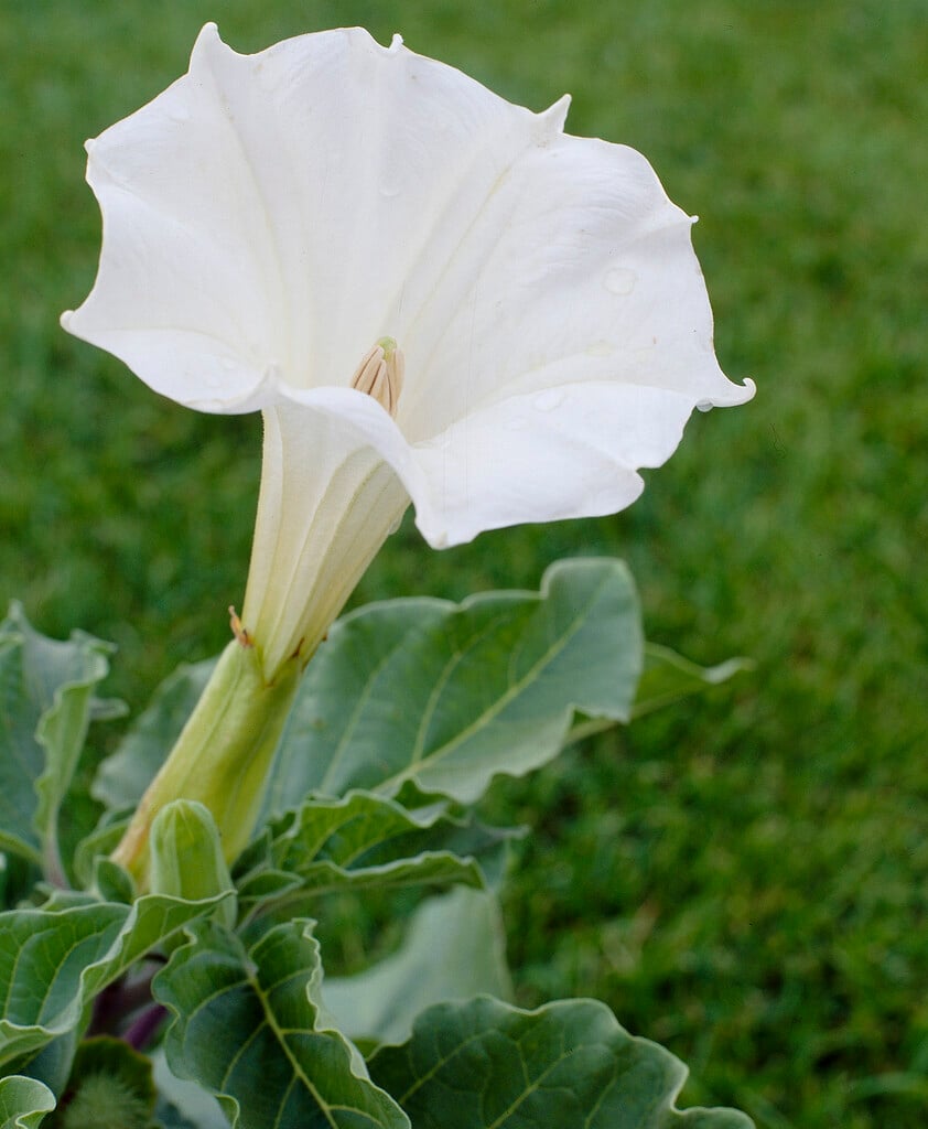 <i>Datura</i> <i>metel</i> 'Belle Blanche'