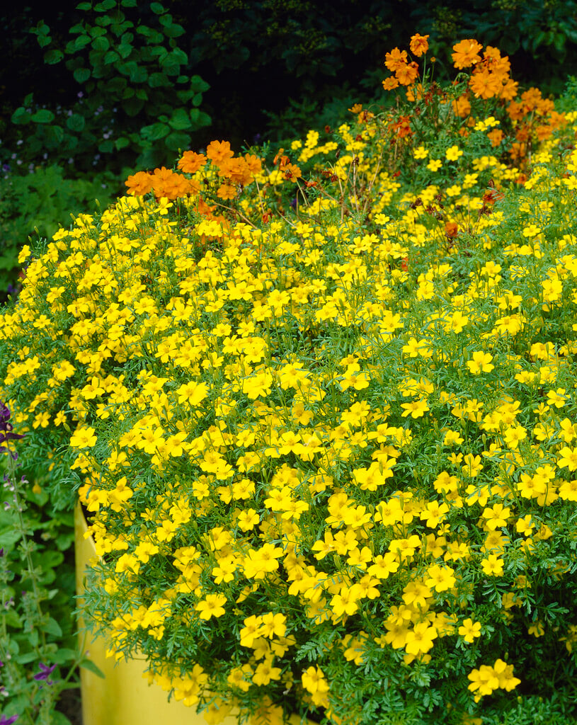 <i>Bidens</i> <i>ferulifolia</i> 'Golden Goddess'